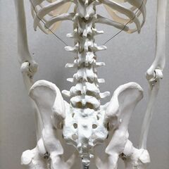3B Scientific 骨格模型 等身大 スタンド付き 医療模型 解剖学 学校教材 リハビリ 整骨院 ディスプレイ 美品  88338-1-①-200Tの画像