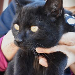 大山　えっちゃん - 東伯郡