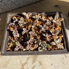 多肉植物の画像