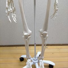 3B Scientific 骨格模型 等身大 スタンド付き 医療模型 解剖学 学校教材 リハビリ 整骨院 ディスプレイ 美品  88338-1-①-200Tの画像