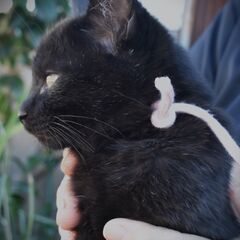 大山　きいちゃん - 東伯郡