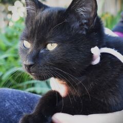 大山　きいちゃん - 猫