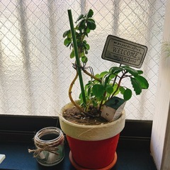 観葉植物　ハンドメイドリメイク鉢とピックやお家付きの画像