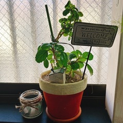 観葉植物　ハンドメイドリメイク鉢とピックやお家付きの画像