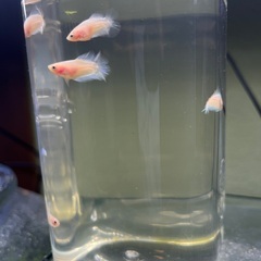 ベタ稚魚　2cm 自家繁殖　1匹100円の画像