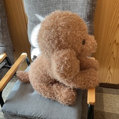 デカプードルの画像