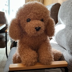 デカプードルの画像