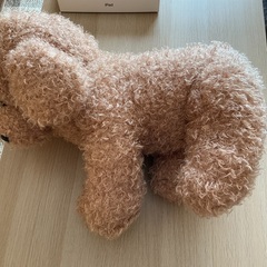 デカプードルの画像