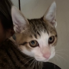 家族を探しています