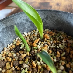 極楽鳥花③（ストレチアレギネ）苗🌱3株の画像