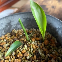 極楽鳥花③（ストレチアレギネ）苗🌱3株の画像