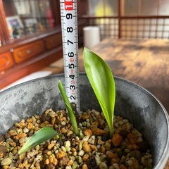 極楽鳥花③（ストレチアレギネ）苗🌱3株の画像