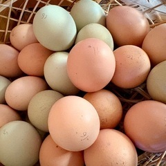 農作物のハネ品、外葉、米糠、魚のアラ、麺等　鶏🐓が食べそうな『捨...