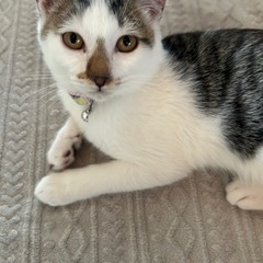 家族を探しています