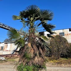 ヤシの木の画像