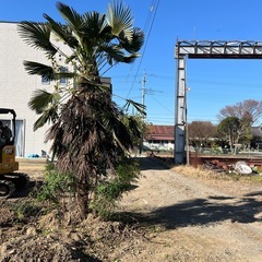 ヤシの木の画像