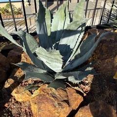 アガベ　　コロラータの画像