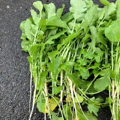 大根葉の画像