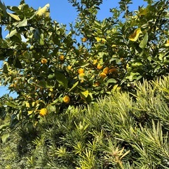 1個50円のレモンの画像