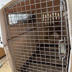 大型犬　ペットメイト　バリケン　XLの画像