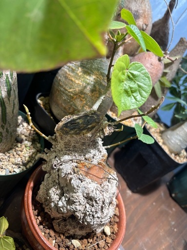 オオハマボウ　沖縄産　観葉植物　塊根植物　多肉植物　ビザールプランツ　レアプランツ　ガーデニング　植物　グリーン　趣味　盆栽　葉　花　