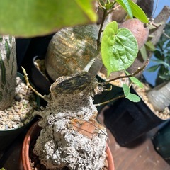 オオハマボウ　沖縄産　観葉植物　塊根植物　多肉植物　ビザールプランツ　レアプランツ　ガーデニング　植物　グリーン　趣味　盆栽　葉　花　庭　草　インテリア　おしゃれ　飾り　園芸　の画像