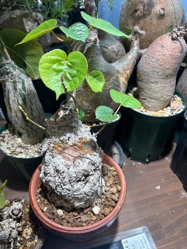 オオハマボウ　沖縄産　観葉植物　塊根植物　多肉植物　ビザールプランツ　レアプランツ　ガーデニング　植物　グリーン　趣味　盆栽　葉　花　庭　草　インテリア　おしゃれ　飾り　園芸