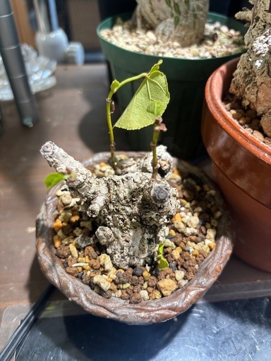 オオハマボウ　大特価　観葉植物　塊根植物　多肉植物　ビザールプランツ　レアプランツ　ガーデニング　植物　グリーン　趣味　盆栽　葉　花　庭　草　インテリア　おしゃれ　飾り　園芸