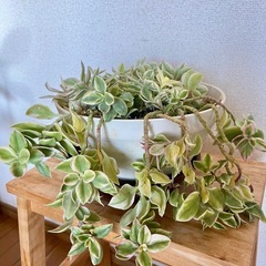 【多肉植物】の画像