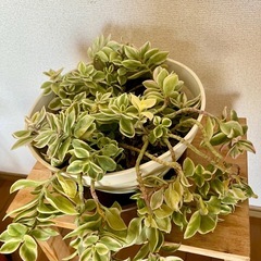 【多肉植物】の画像