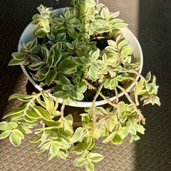 【多肉植物】の画像