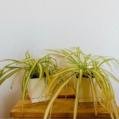 【11/29午前中までに引き取られる方無料:  観葉植物】オリズルラン2鉢セットの画像