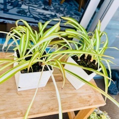 【11/29午前中までに引き取られる方無料:  観葉植物】オリズルラン2鉢セットの画像