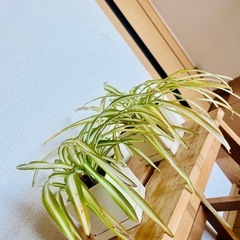 【11/29午前中までに引き取られる方無料:  観葉植物】オリズルラン2鉢セットの画像