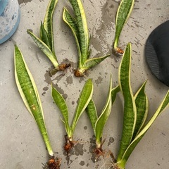 サンセベリアの画像