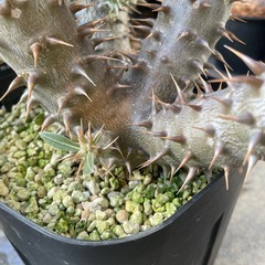 パキポディウム ロスラーツムの画像