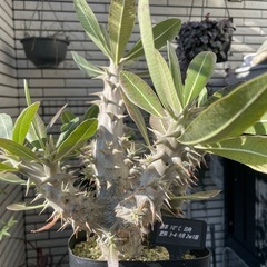 パキポディウム ロスラーツムの画像