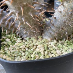 パキポディウム ロスラーツムの画像