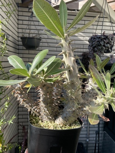 パキポディウム ロスラーツム