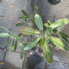 パキポディウム ロスラーツムの画像