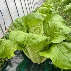 白菜　まるまるひと玉
の画像