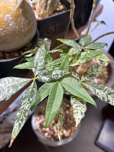 斑入り　パキラ　観葉植物　塊根植物　多肉植物　ビザールプランツ　レアプランツ　ガーデニング　植物　グリーン　趣味　盆栽　葉　花　庭　草　インテリア　おしゃれ　飾り　園芸