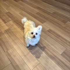 ペットゲージの画像