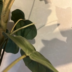 フェイクグリーン　ウンベラータ　高さ175cm　の画像