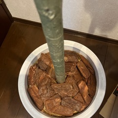 フェイクグリーン　ウンベラータ　高さ175cm　の画像