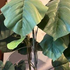 フェイクグリーン　ウンベラータ　高さ175cm　の画像