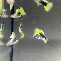 グッピー　上物　Taxi リボン✨　ノーマルペア！　4枚目5枚目親魚です！の画像