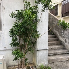 観葉植物・取引中の画像