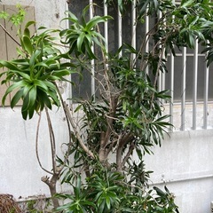 観葉植物・取引中の画像