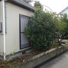 ★焼津市★切ってもっていただける方、樹木差し上げます。（植木 丸太 薪の画像